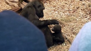 Baby Gorilla at Zoo before it Killed