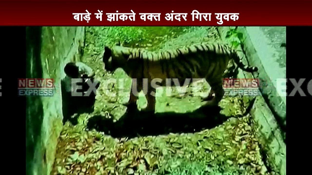 Live Video: White tiger kills Class 12 student at Delhi zoo Part 1