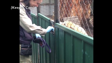 Keeper Tammika is reunited with dingoes Tambo and Jinda!