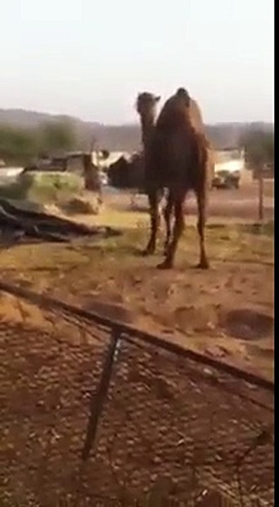 Biggest Wild Animal Fights