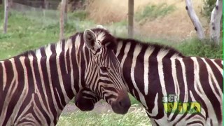 Act Wild for Grevys Zebras