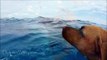 Dog sees Dolphins from boat; jumps in and swims over to them!