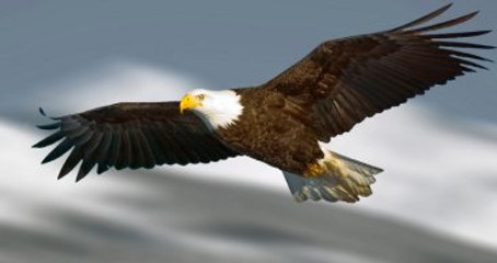 Dhmi Genel Müdürü: Havalimanları Dronelere Karşı Kartalla Korunabilir