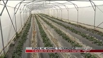Fonde në ndihmë të fermerëve - News, Lajme - Vizion Plus