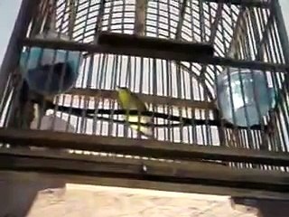 Biola 2.MP4