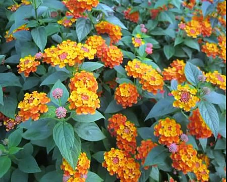 trị bệnh viêm mũi dị ứng và viêm xoang với cây hoa cứt lợn cỏ hôi cay thuoc quanh ta