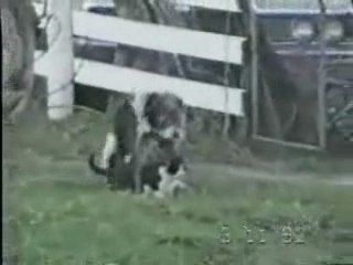 ca baize dans tous les sens chez nos amis les zanimaux