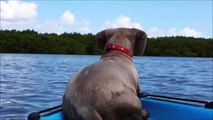 Un chien saute du bateau pour prendre en chasse un dauphin. Ahaha