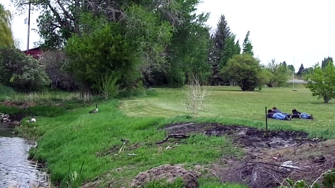 Ne jamais chercher les embrouilles à une oie... Pas commode l'animal