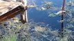 Man Hand Feeds Snake a Fish