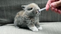 Baby bunny drinking milk is beyond precious!