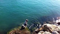 Dog Swims with Pod of Dolphins