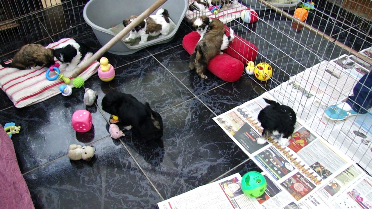 BB DE FALBALA + DHEL LHIA PAPA HAYOS