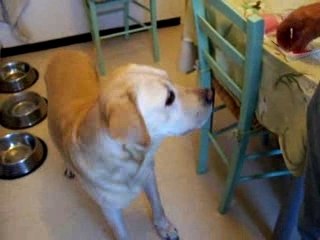 refus d'appat chiens évasion