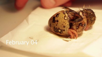 Il fait éclore un oeuf de supermarché