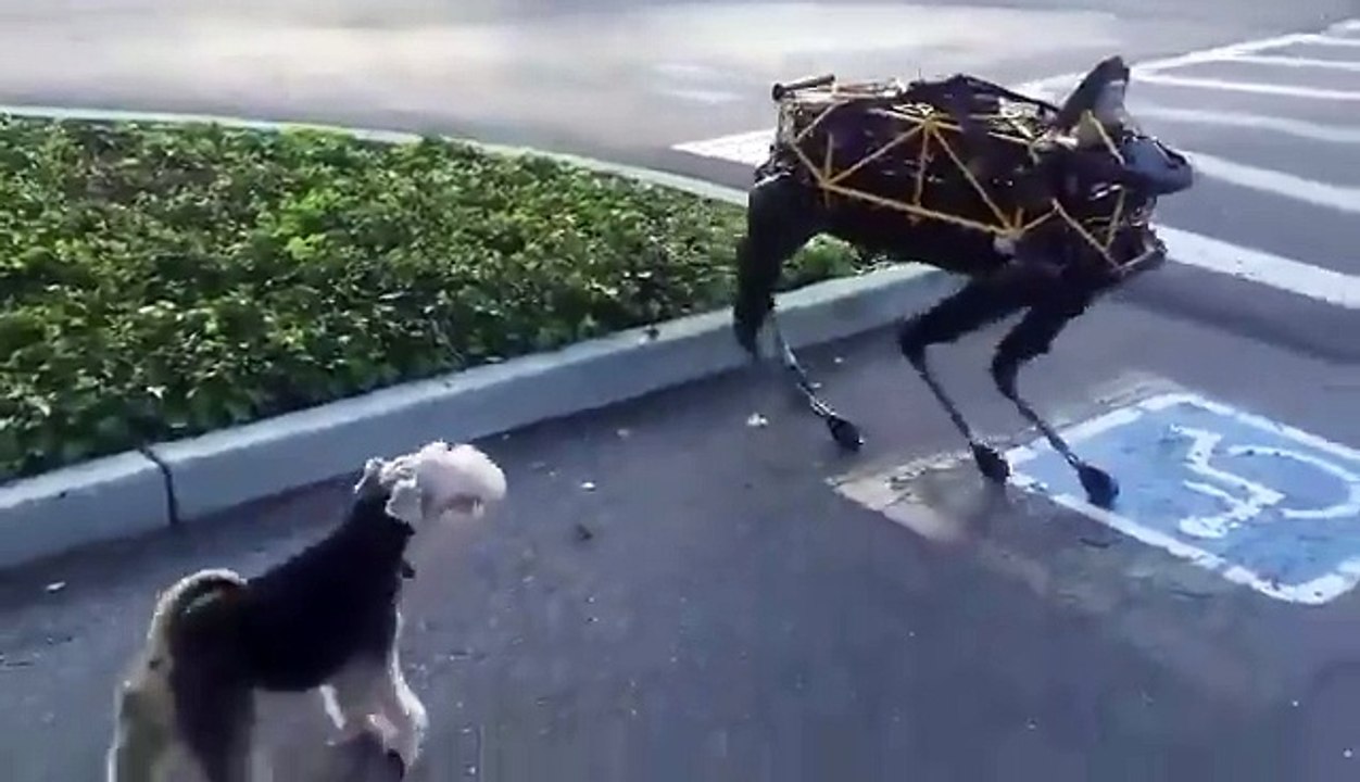 Robot Vs Dog