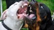Dogo Argentino vs Rottweiler FACTS