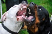 Dogo Argentino vs Rottweiler FACTS