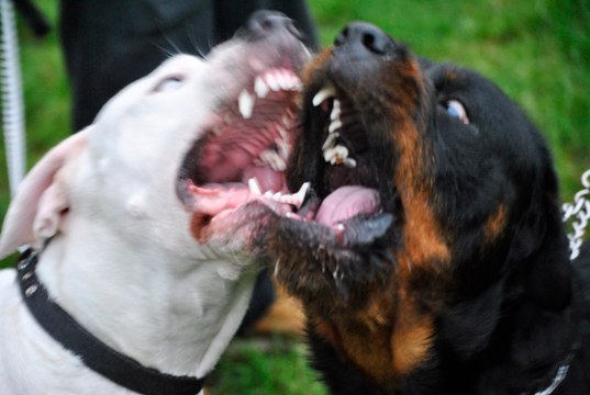 Dogo Argentino vs Rottweiler FACTS