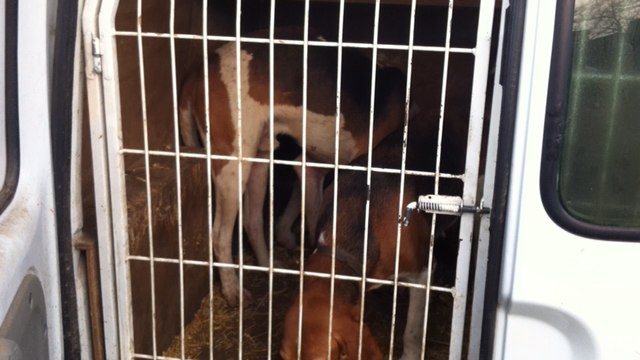 Concours de chiens courants