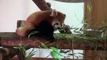 15.07 茶臼山動物園 レッサーパンダのポポとジャジャ