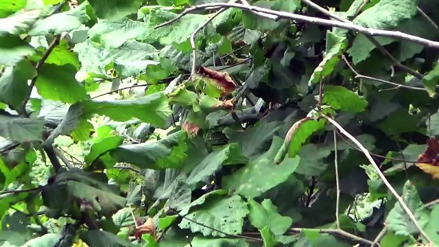 Sakarya Ferizli Fındık Yetiştiriciliği Kuruma Mantar Külleme Yaprak Sararması