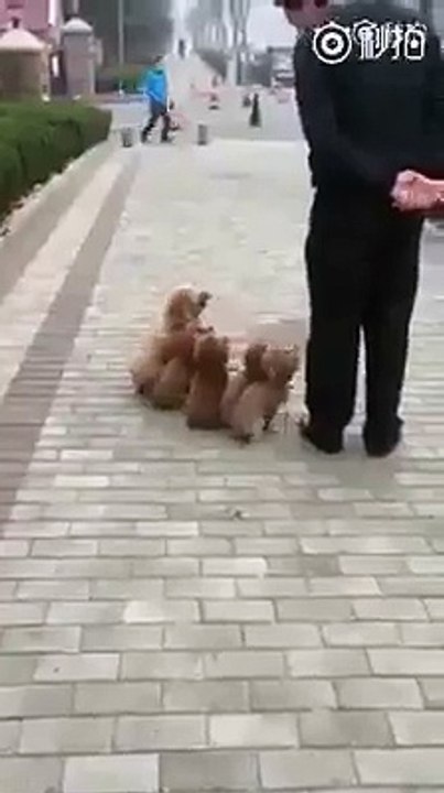 i love puppies