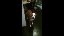 Slow motion captures extent of dog's poor reaction time
