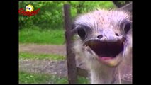 Funny Animals - Funny Animals Caught on Tape