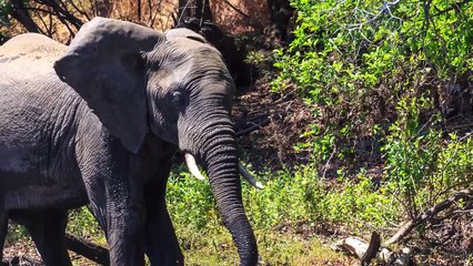 [Video] Coccodrillo Attacca Elefante Alla Pozza Dell’Acqua, Ecco Com’è Finita!