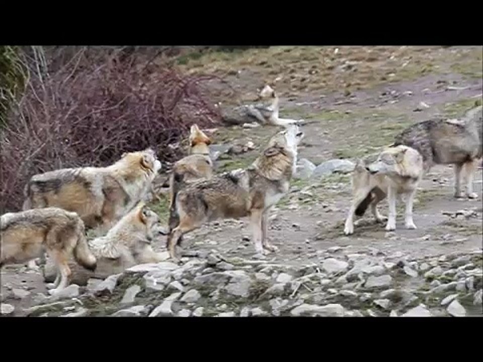 Hurlements - Parcs aux loups du Gévaudan - Février 2015