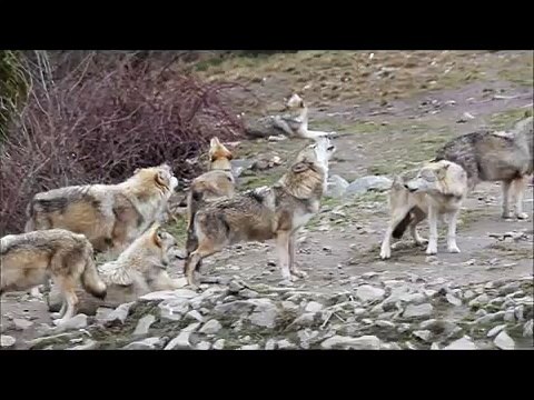 Hurlements - Parcs aux loups du Gévaudan - Février 2015