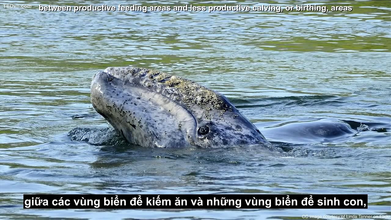 [TED Vietsub] Asha de Vos - Tại sao phải cứu cá voi