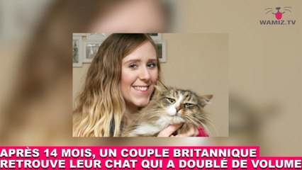 Download Video: Après 14 mois, un couple britannique retrouve leur chat qui a doublé de volume ! Les images dans la minute chat #156