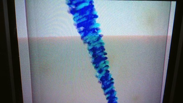 Closing to Baby Mozart 2000 DVD