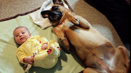 Funny dogs and babies talking - Cute dog & baby compilation
