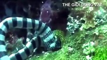 Cận cảnh rắn biển cực độc làm thịt con lươn dưới đáy đại dương - Thế giới động vật