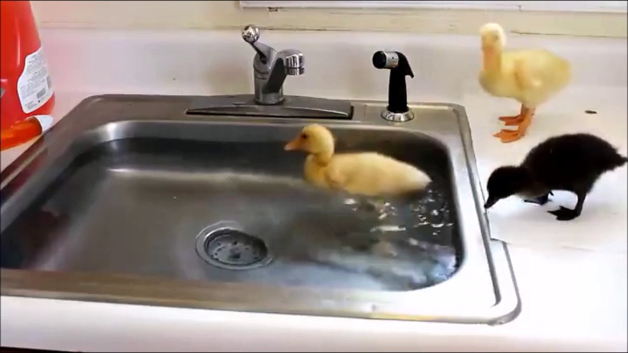L'heure du bain pour ces petits canards adorables