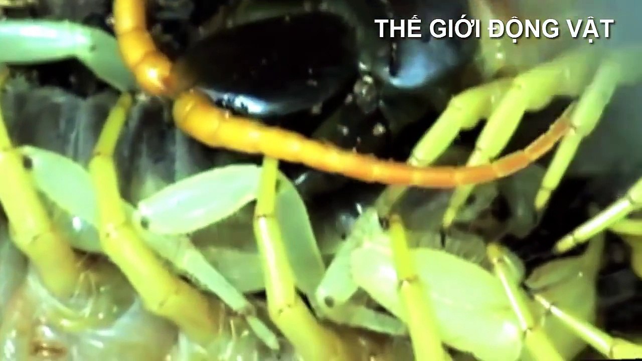 Rết đại chiến bọ cạp và tuyệt chiêu lấy độc trị độc - Thế giới động vật