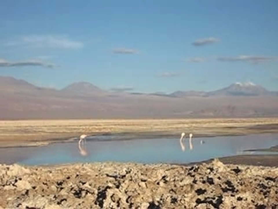 Flamants_roses_atacama