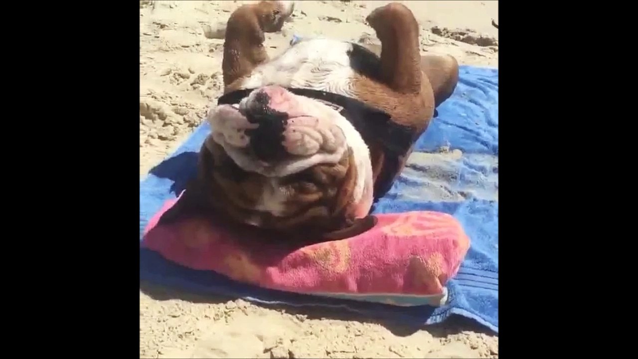 Un chien fait bronzette sur la plage