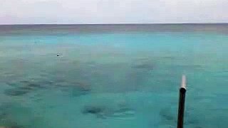 Dolfijnen op Bonaire
