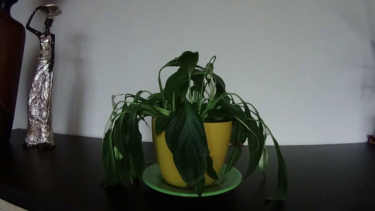 Skrzydłokwiat (Spathiphyllum) - Time Lapse