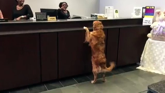 Une chienne s'approche du guichet d'une banque, et fait alors la chose la plus ADORABLE au monde !