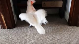 Cockatoo -- finding --- out he --- is going to the vet