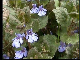 День рождения у отца 0005 часть