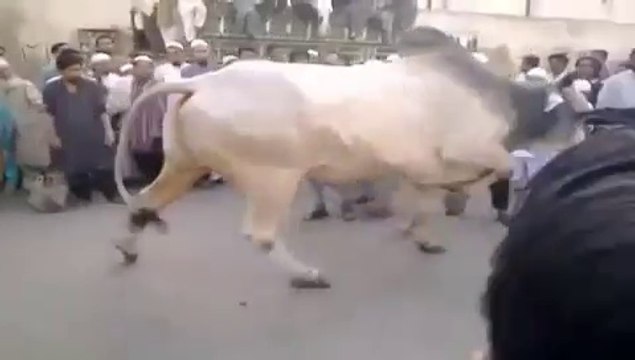 MY Bull Run Before Qurbaani-Top Funny Videos-Top Funny Pranks-Funny Fails-ZaidAliT Videos-Viral Videos-WhatsApp Videos