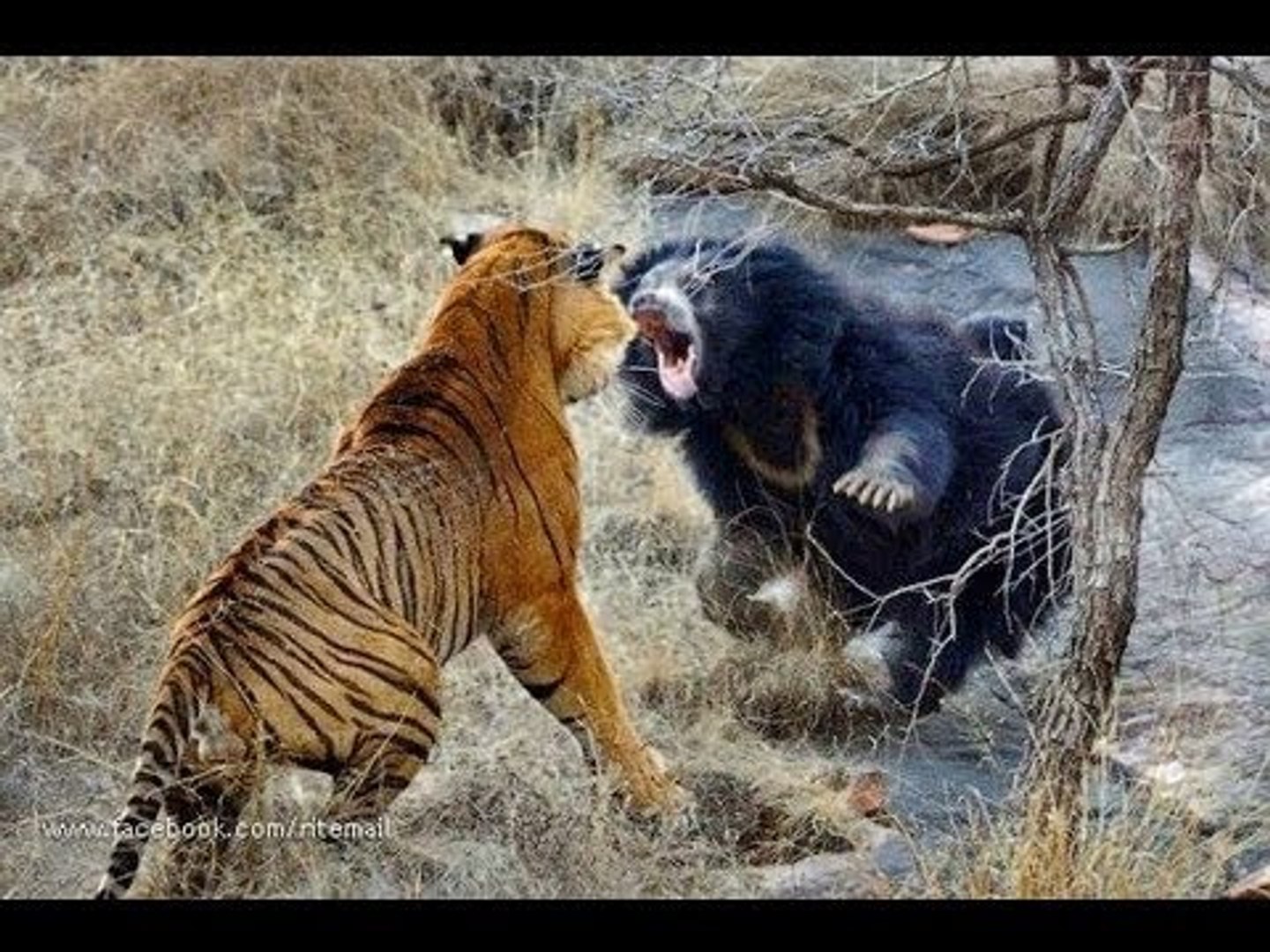 Biggest wild animal fights !! - Dailymotion Video
