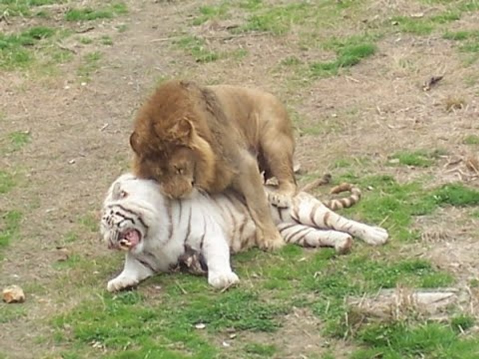 Lion vs Tiger,Crocodile,Buffalo Fight To Death - Dailymotion Video