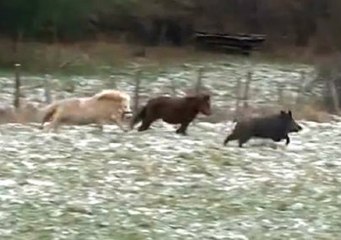 Ponies Chase Wild Boar After It Charges Woman